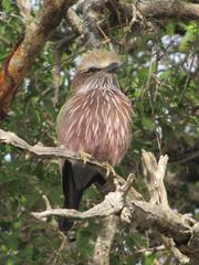 Coracias naevius mosambicus