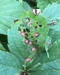 Phyllosticta quinquefoliae