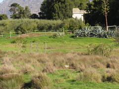 Melaleuca viminalis viminalis
