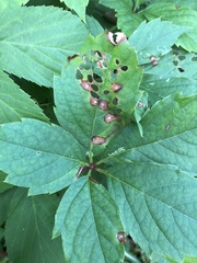 Phyllosticta quinquefoliae