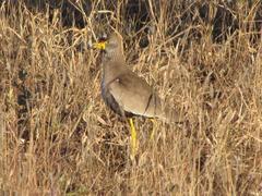 Vanellus senegallus lateralis