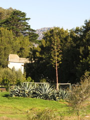 Agave americana expansa
