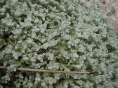 Helichrysum saxicola