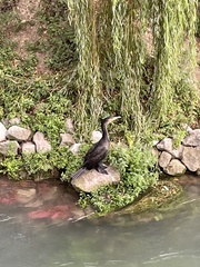 Phalacrocorax carbo