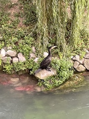 Phalacrocorax carbo