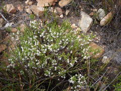 Erica fimbriata