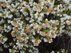 Erica fimbriata