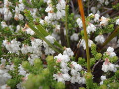 Erica fimbriata