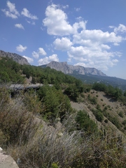 Pinus brutia pityusa