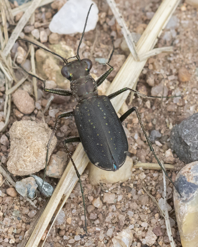 Punctured Tiger Beetle