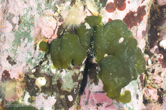 Codium subantarcticum