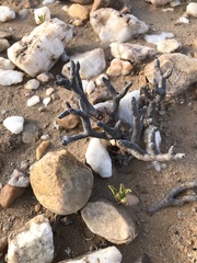 Pelargonium crassicaule