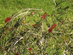 Melaleuca viminalis viminalis