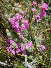 Erica nervata