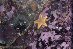 Odontaster penicillatus