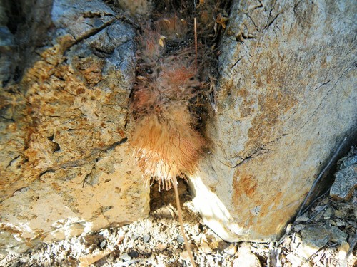 Mammillaria pennispinosa