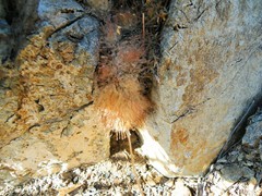 Mammillaria pennispinosa pennispinosa