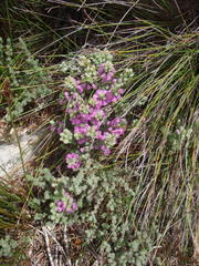 Erica nervata