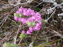 Erica nervata