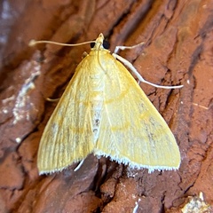 Helvibotys helvialis