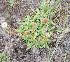Aster alpinus vierhapperi