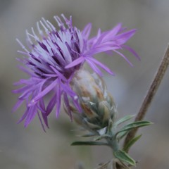 Centaurea deusta