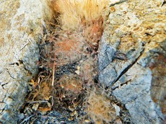 Mammillaria pennispinosa pennispinosa