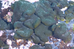 Codium subantarcticum