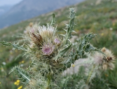 Cirsium scopulorum