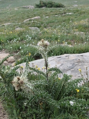 Cirsium scopulorum