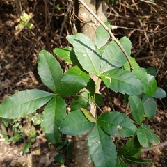 Allophylus natalensis