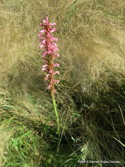 Satyrium macrophyllum