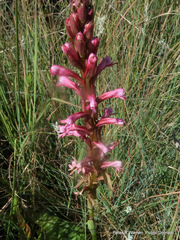 Satyrium macrophyllum
