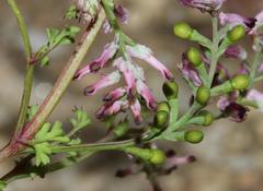 Fumaria muralis muralis