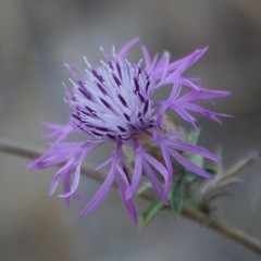 Centaurea deusta