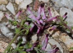 Fumaria muralis muralis