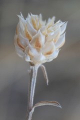 Centaurea deusta
