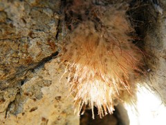 Mammillaria pennispinosa pennispinosa