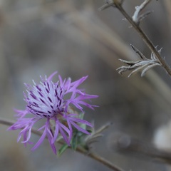 Centaurea deusta
