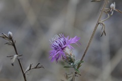Centaurea deusta