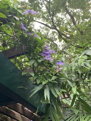 Thunbergia laurifolia