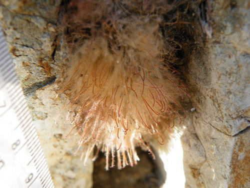 Mammillaria pennispinosa