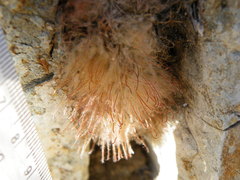 Mammillaria pennispinosa pennispinosa