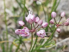 Allium daghestanicum