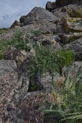 Cirsium scopulorum