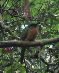 Jacamerops aureus