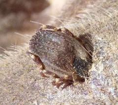Hyalomma