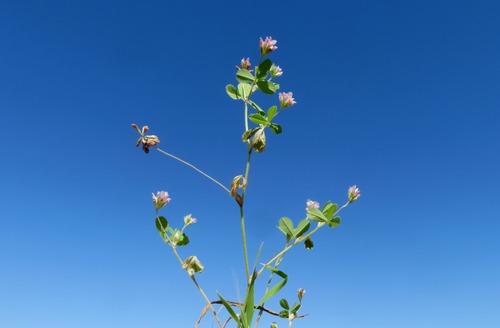 Trifolium erubescens