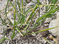 Allium daghestanicum