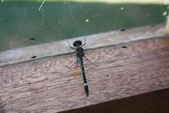 Notiothemis jonesi